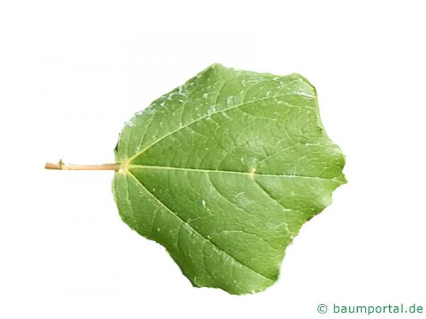 Syrischer Ahorn (Acer obtusifolium) Blatt
