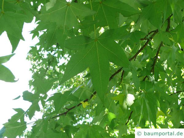 Amberbaum (Liquidambar styraciflua) Blätter