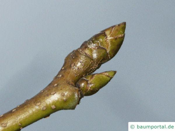 Amberbaum (Liquidambar styraciflua) Knospe