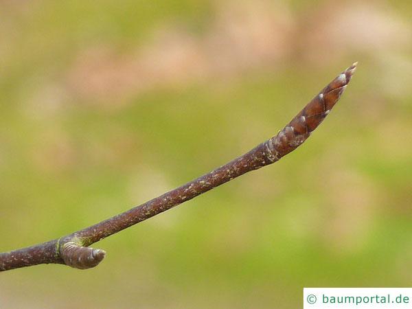 amerikanische Hainbuche (Carpinus caroliniana) Endknospe