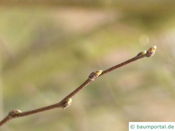 amerikanische Hainbuche (Carpinus caroliniana) Knospen im Winter