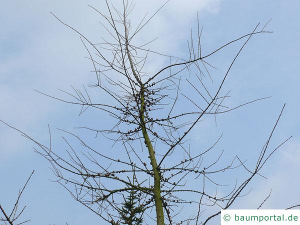 amerikanische Lärche (Larix laricina) Baumkrone im Winter