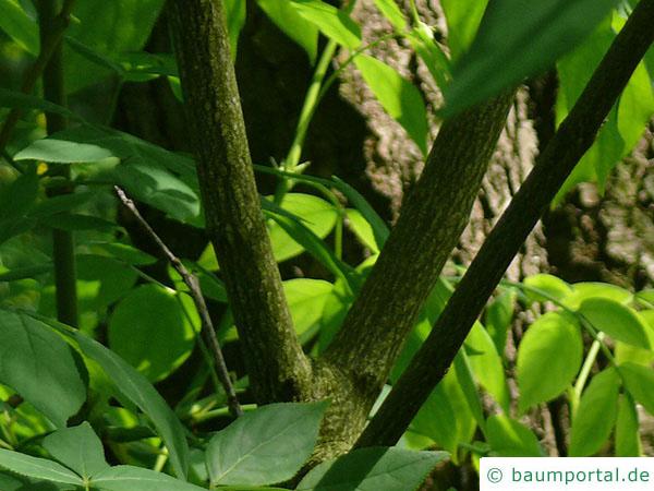 amerikanische Pimpernuss (Staphylea trifolia) Stamm / Borke / Rinde