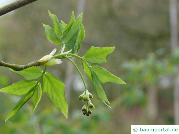 amerikanische Pimpernuss (Staphylea trifolia) Austrieb
