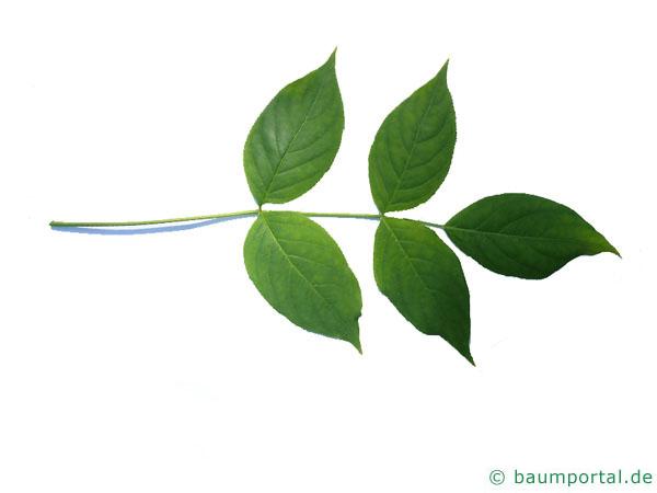 amerikanische Pimpernuss (Staphylea trifolia) Blatt