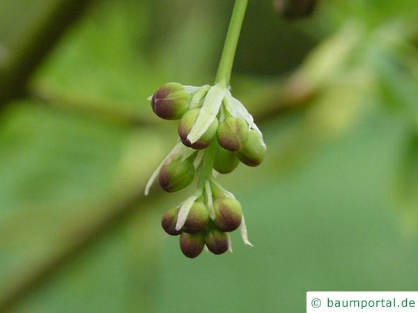 amerikanische Pimpernuss (Staphylea trifolia) Blütenknospen