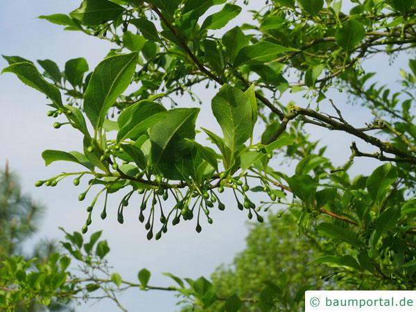 amerikanischer Storaxbaum (Styrax americanus) Früchte