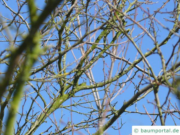 amerikanischer Storaxbaum (Styrax americanus) Krone im Winter
