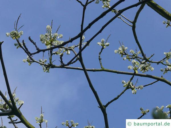asiatisches Gelbholz (Maackia amurensis) Austrieb im Frühjahr