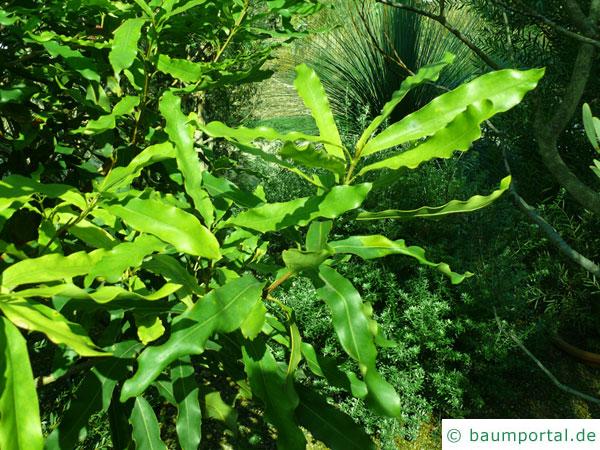 australische Haselnuss (Macadamia ternifolia) Blaetter