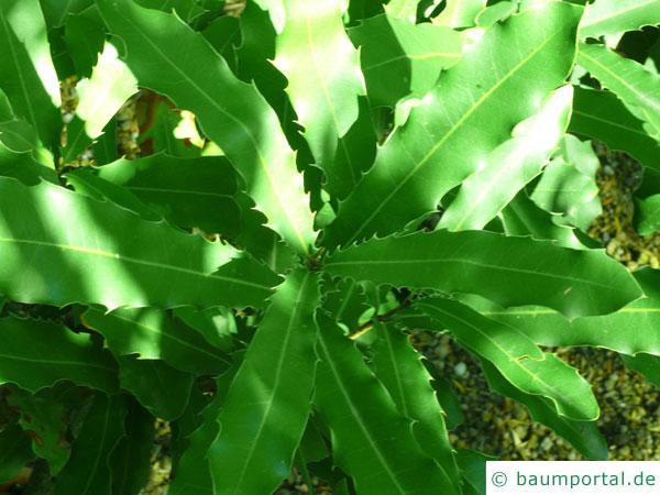 australische Haselnuss (Macadamia ternifolia) Blätter