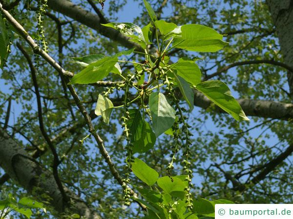 Balsam-Pappel (Populus balsamifera) Frucht