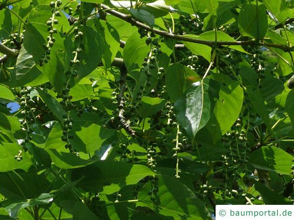 Balsam-Pappel (Populus balsamifera) Früchte
