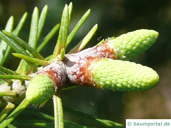 Balsam-Tanne (Kieferngewächse (Pinaceae) junge Zapfen
