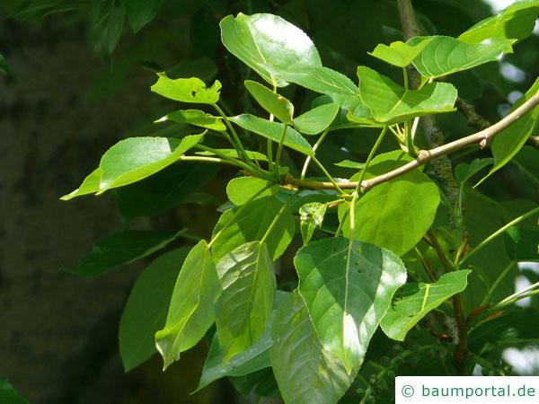 Balsam-Pappel (Populus balsamifera) Blätter
