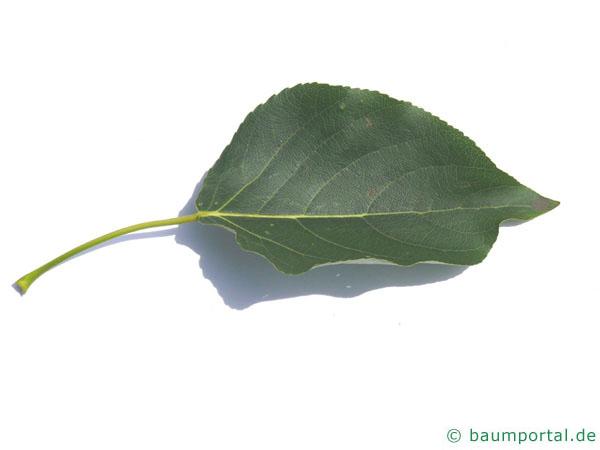Balsam-Pappel (Populus balsamifera) Blatt