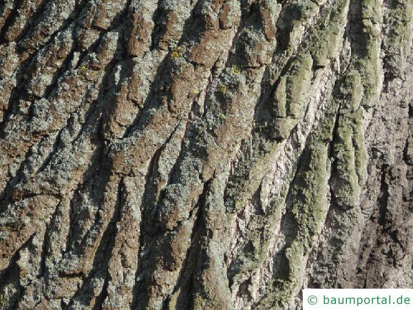 Balsam-Pappel (Populus balsamifera) Stamm / Borke / Rinde