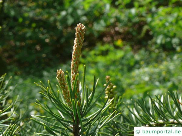 Banks-Kiefer (Pinus kanksiana) Fruchtansatz