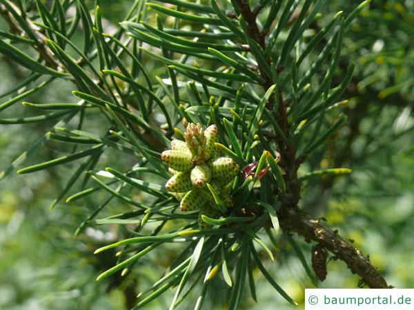 Banks-Kiefer (Pinus kanksiana) Blütenstände