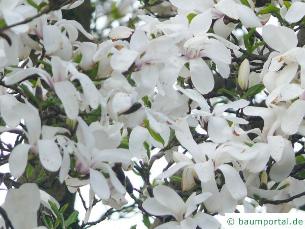 Baum-Magnolie (Magnolia kobus) Blüten