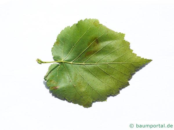 Baumhasel (Corylus colurna) Blattrückseite