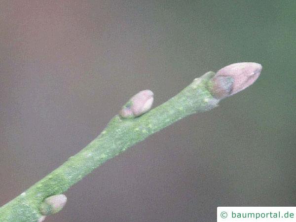Baumhasel (Corylus colurna) Endknospe