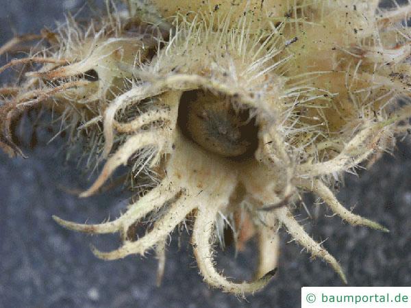 Baumhasel (Corylus colurna) Frucht / Nuss