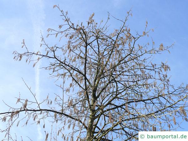 Baumhasel (Corylus colurna) Krone im Winter