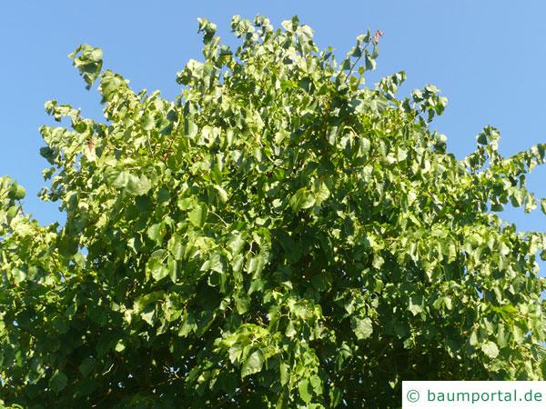 Baumhasel (Corylus colurna) Krone im Sommer