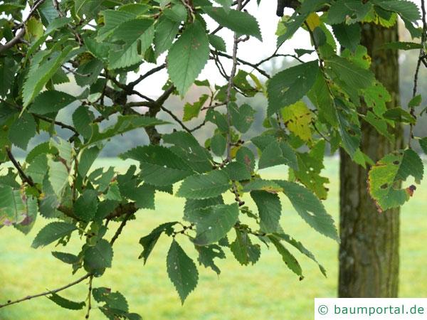 Berg-Ulme (Ulmus glabra) Blätter