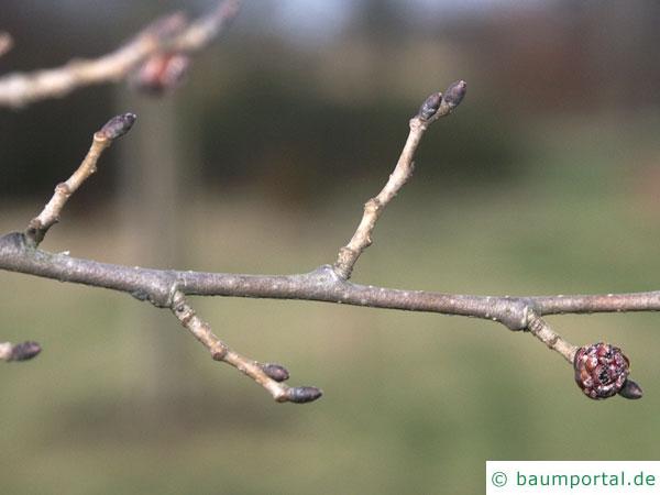 Berg-Ulme (Ulmus glabra) Zweig im Winter