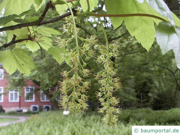 Berg-Ahorn (Acer pseudoplatanus) Blüte