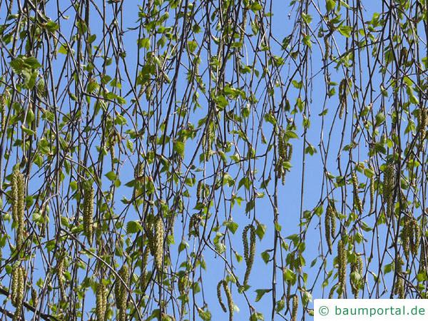Birke (Betula pendula) Austrieb im Frühjahr