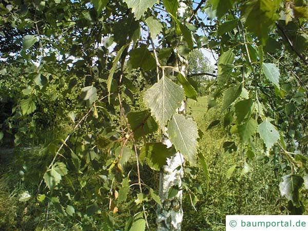 Birke (Betula pendula) Blätter im Sommer