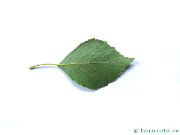 Birke (Betula pendula) Blattrückseite