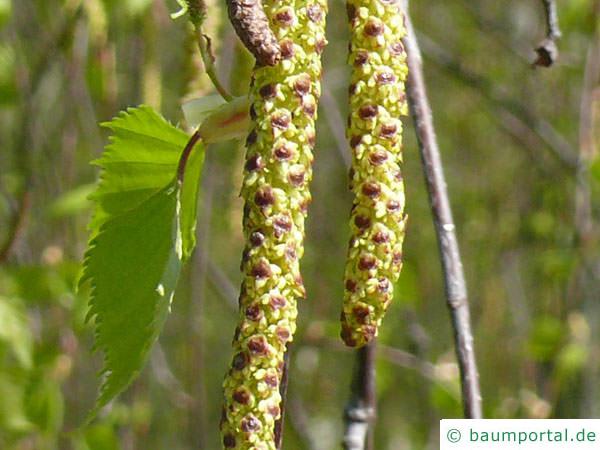 Birke (Betula pendula) männliche Kätzchen (Blüten)