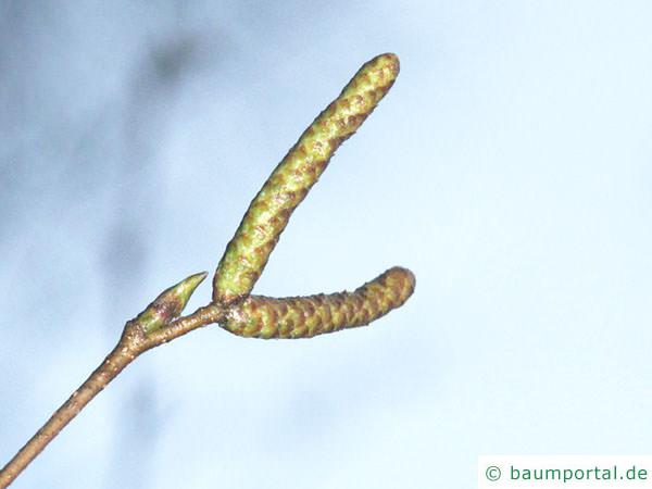 Birke (Betula pendula) Blütenknospen