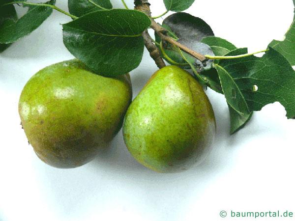 Birne (Pyrus communis) Frucht / Birne