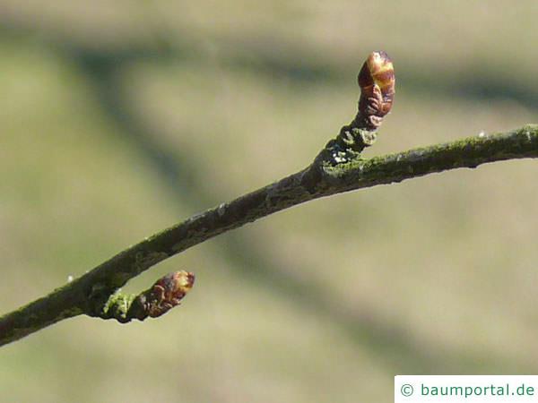 Blau-Birke (Betula caerulea) Seitenknospe