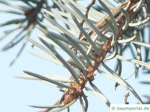 Blaufichte (Picea pungens 'Glauca') Nadel