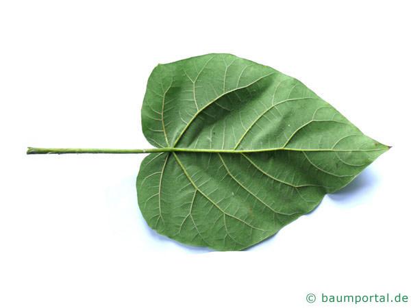 Blauglockenbaum (Paulownia tomentosa) Blattunterseite