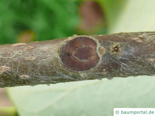 Blauglockenbaum (Paulownia tomentosa) Blattnarbe