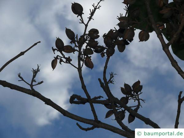 Blauglockenbaum (Paulownia tomentosa) im Winter