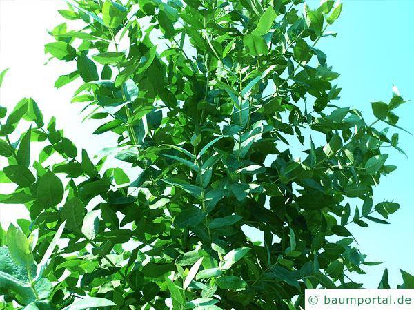 Blaugummibaum (Eucalyptus globulus) Krone
