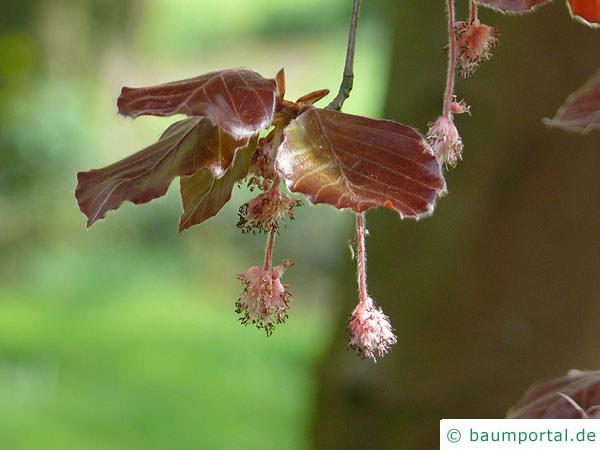 Blutbuche (Fagus sylvatica purpurea) Blüte