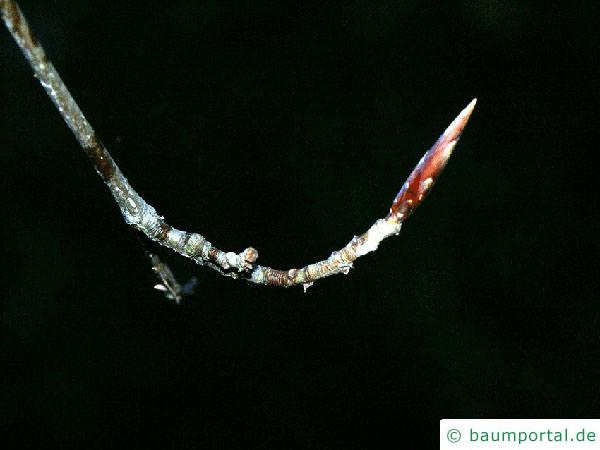 Blutbuche (Fagus sylvatica purpurea) Endknospe