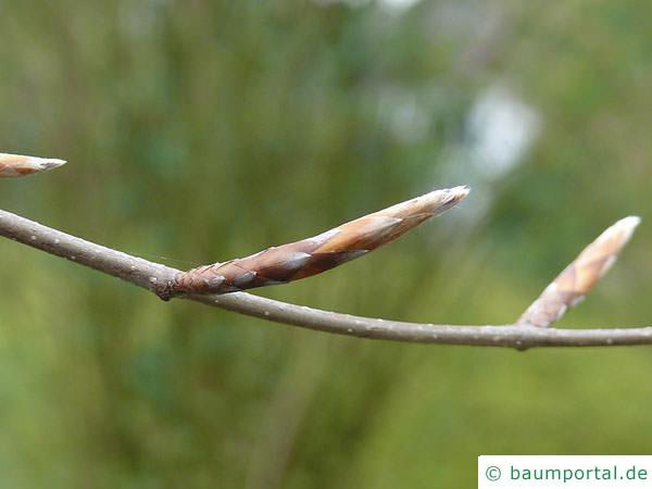 Blutbuche (Fagus sylvatica purpurea) Seitenknospe