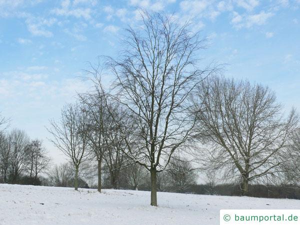 Buche (Fagus sylvatica) Baum im Winter