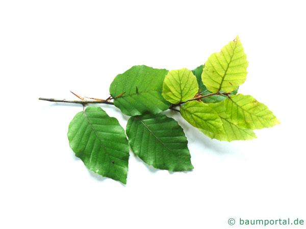 Buche (Fagus sylvatica) Blätter
