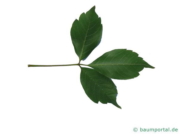 Cissusblättriger Ahorn (Acer cissusfolium) Blatt Unterseite